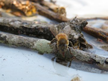 Honeybee drinking water