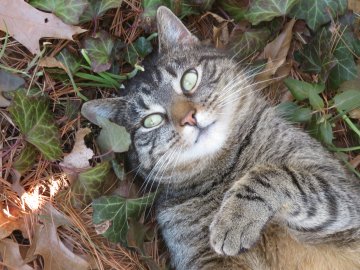 cat lying on back, looking intently at camera