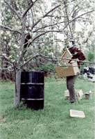 Warren brings the nuc box over to the swarm.