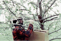Very carefully, Warren coaxes the bees into their new home.