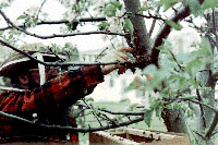 Warren using his fingers to coax the last of the swarm from the tree.