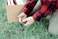 Lifting bees from the lawn