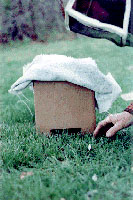 A final search for bees on the ground