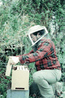 Warren Davy putting the new hive into place in the beeyard.